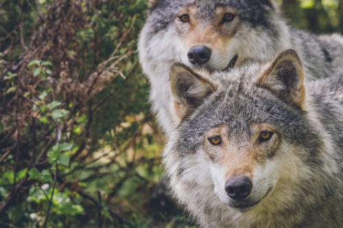 two wolves representing the concept Organizational ReWilding 